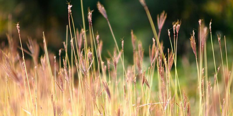 低龄留学教育展特别指南：海外中学选择、监护体系与适应性培养全解析